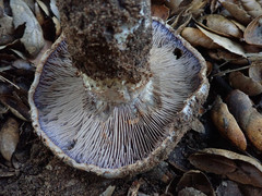 Cortinarius glaucopus