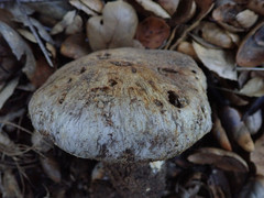 Cortinarius glaucopus