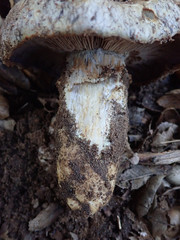 Cortinarius glaucopus