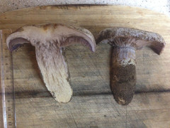 Cortinarius glaucopus