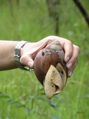Burtoa nilotica