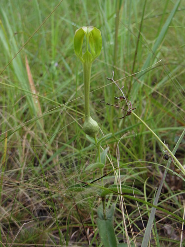 Ceropegia filipendula