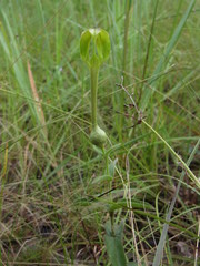 Angiospermae