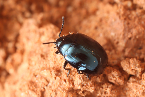 Phaedon brassicae