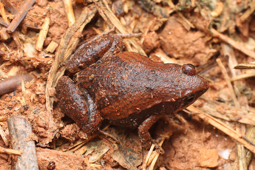 East Asian Ornate Chorus Frog