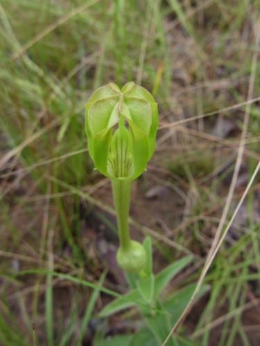 Ceropegia filipendula