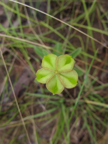 Ceropegia filipendula