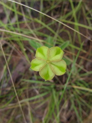 Angiospermae