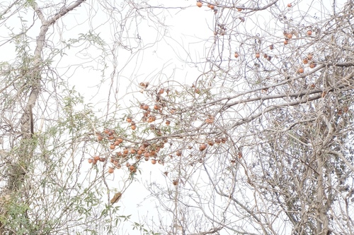 Japanese persimmon