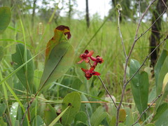 Angiospermae