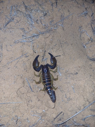 Robust Burrowing Scorpion