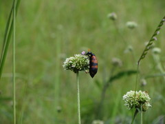 Coleoptera