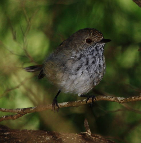 Inland Thornbill (Western Australia - Birds) · iNaturalist