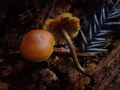 Gymnopilus rufescens