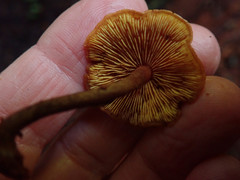 Gymnopilus rufescens