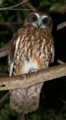 Ninox boobook ocellata