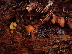 Gymnopilus rufescens