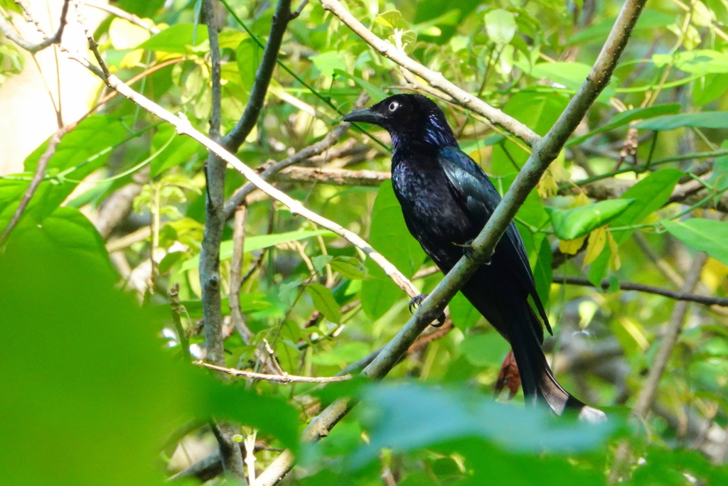 Hair-crested Drongo (Dicrurus hottentottus)