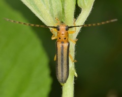 Oberea tripunctata