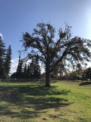Quercus lobata