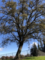 Quercus lobata