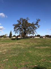 Quercus lobata