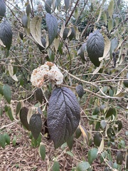Viburnum × rhytidophylloides