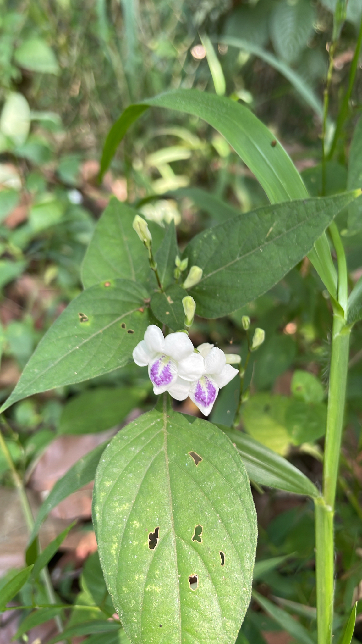 Asystasia intrusa — ảnh 3