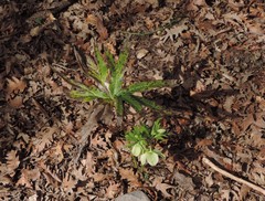 Helleborus viridis viridis