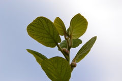 Actinidia