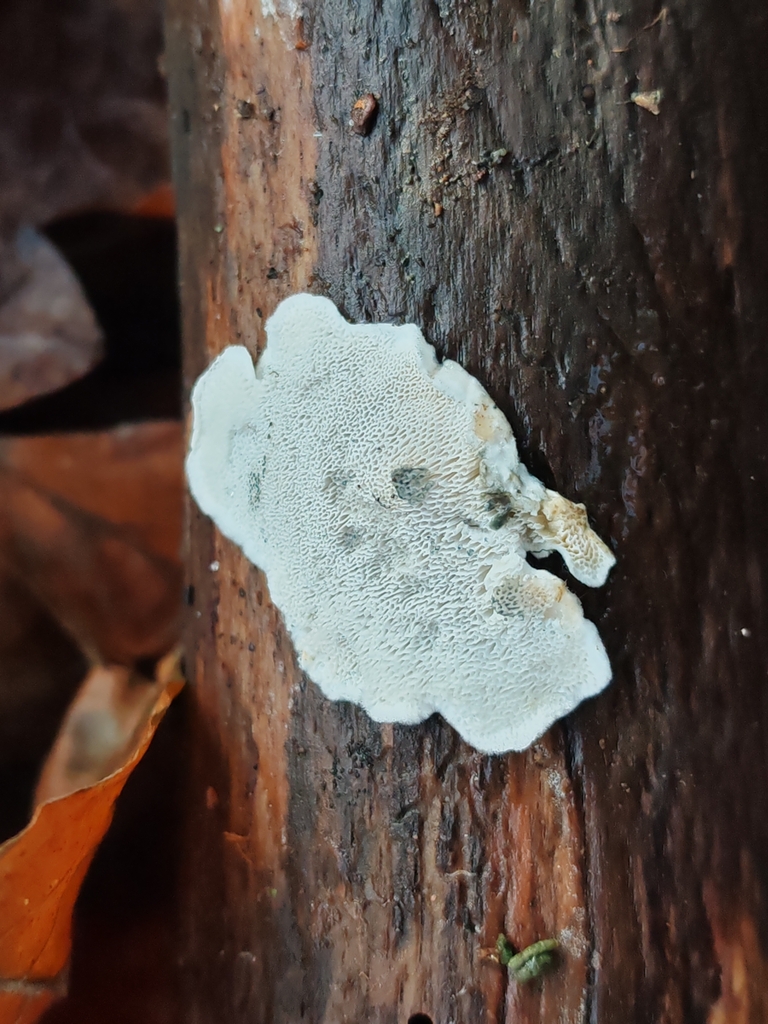 Cyanosporus caesius · January 2026 · photo: © maiglocke (iNaturalist, cc-by-nc)
