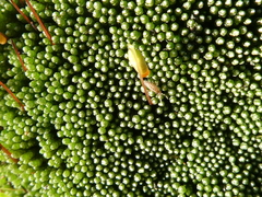 Bryum argenteum