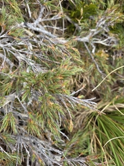 Dracophyllum kirkii, photograph author not stated, no rights reserved