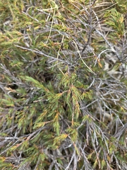Dracophyllum kirkii, photograph author not stated, no rights reserved