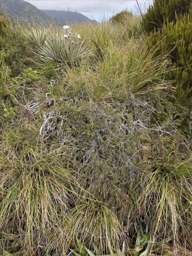 Dracophyllum kirkii, photograph 4