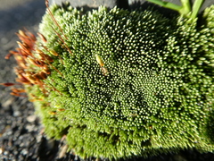 Bryum argenteum