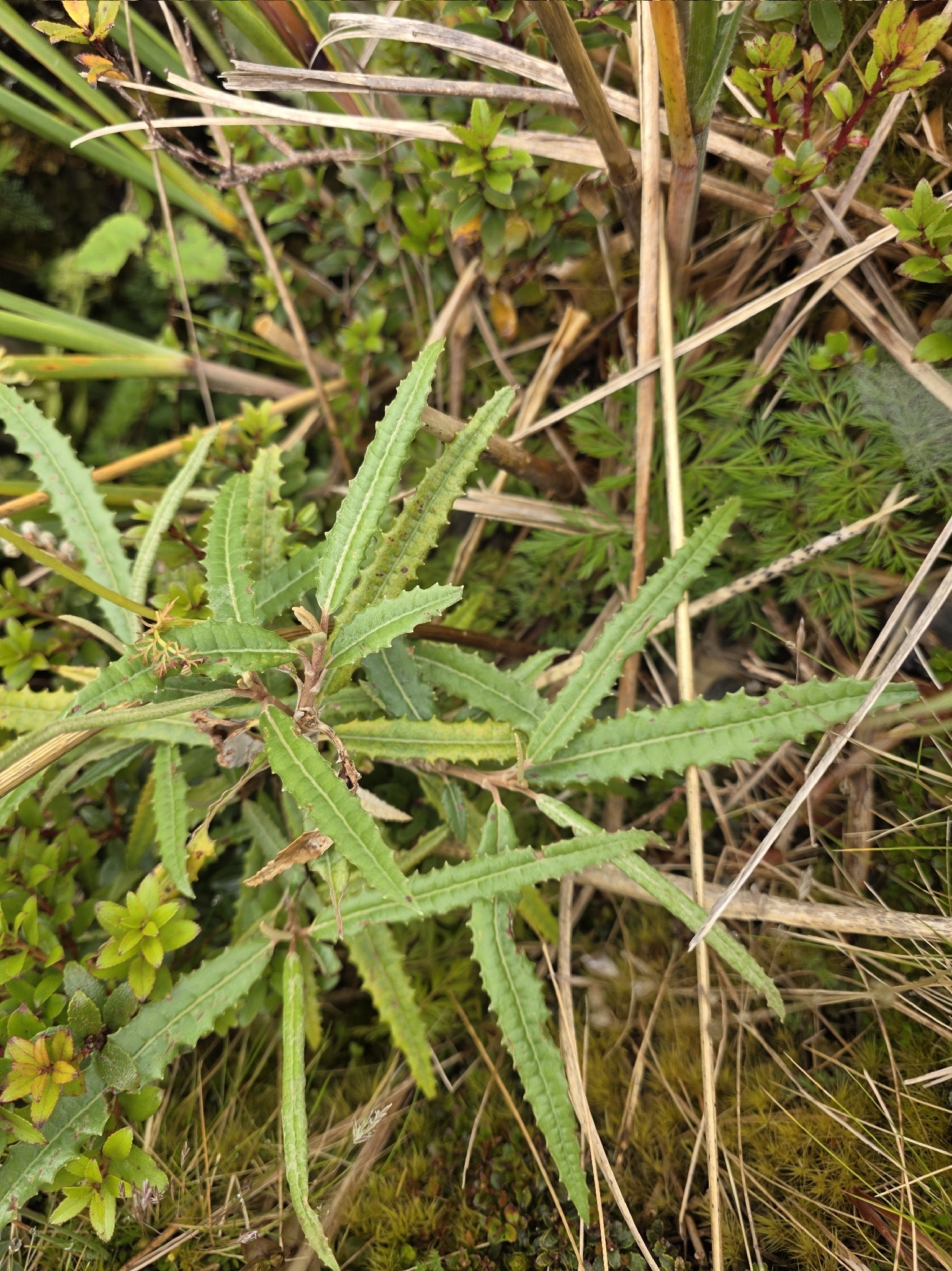 Imagem de Senecio minimus