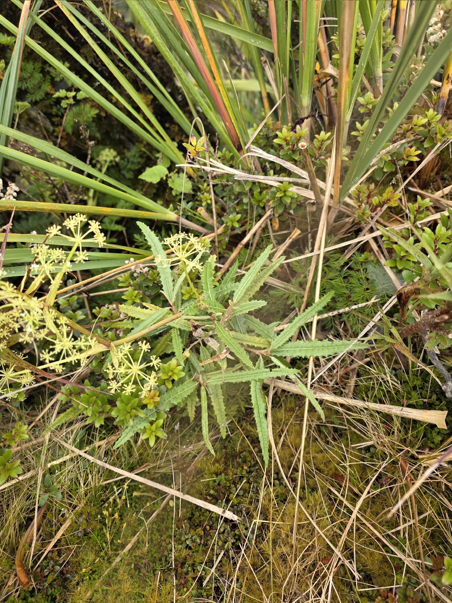 Imagem de Senecio minimus