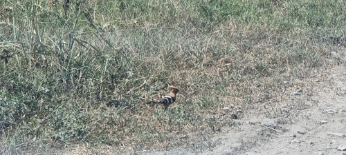 Common Hoopoe
