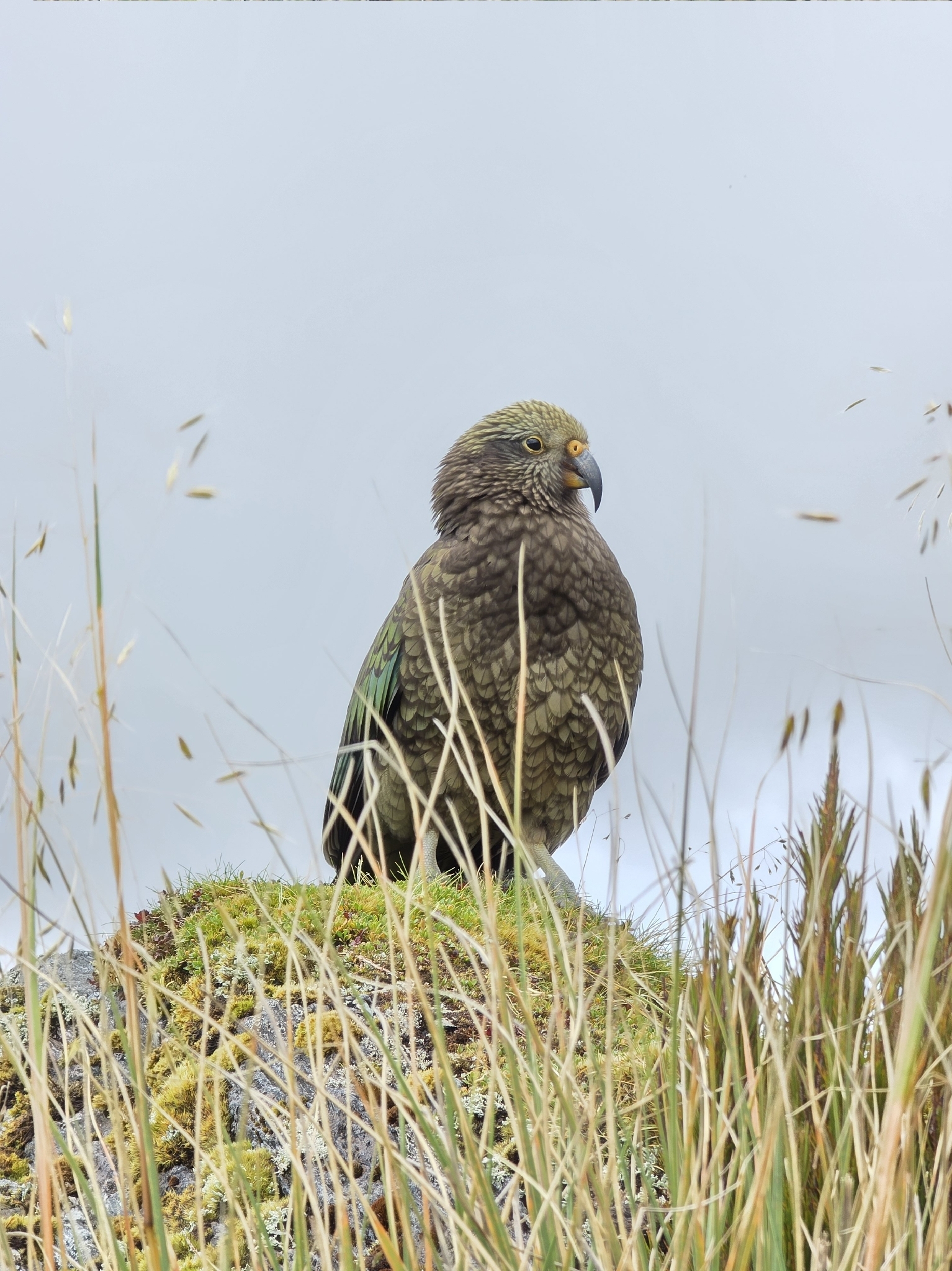 Kea (Nestor notabilis), photo 7