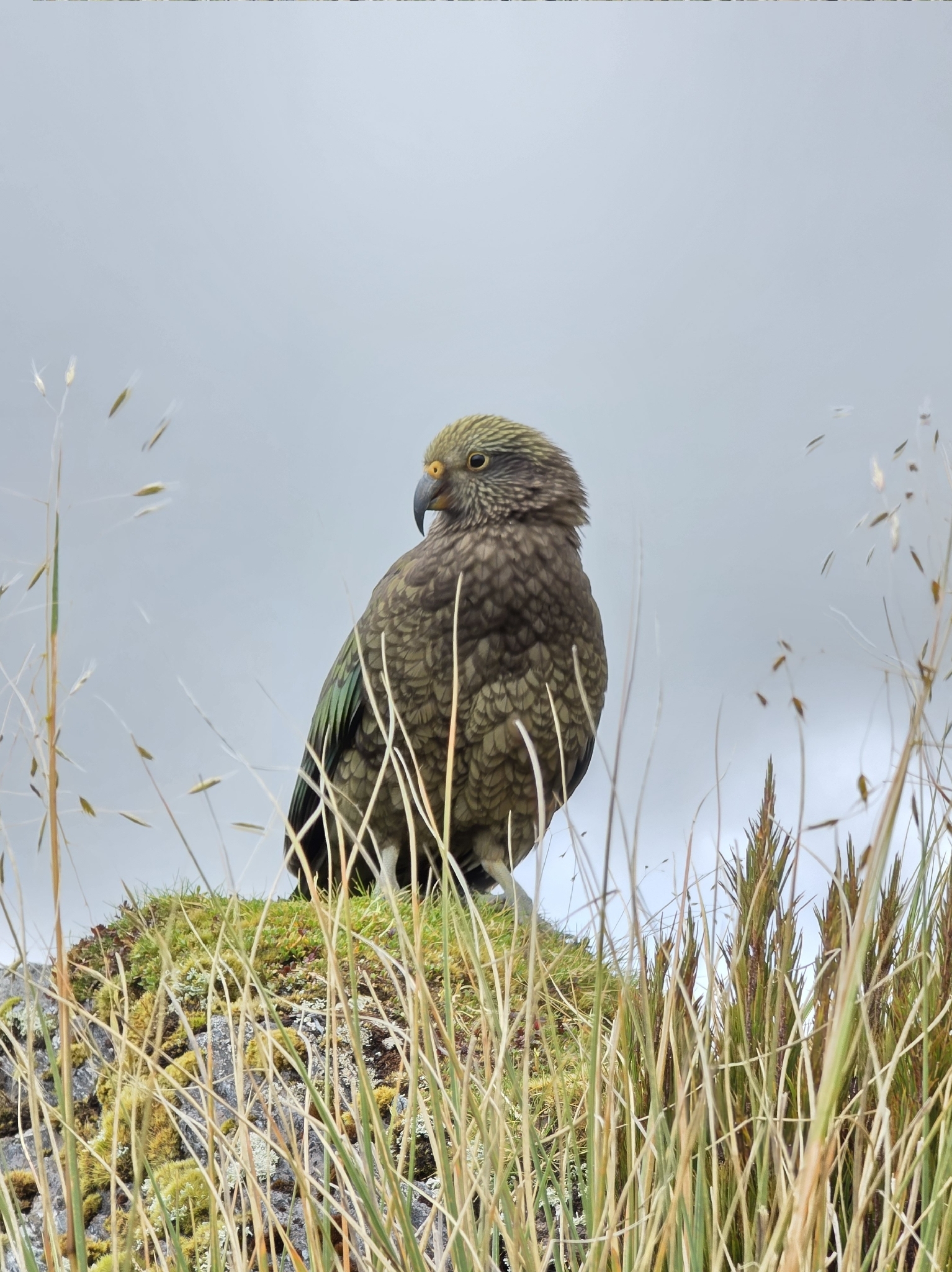 Kea (Nestor notabilis), photo 8
