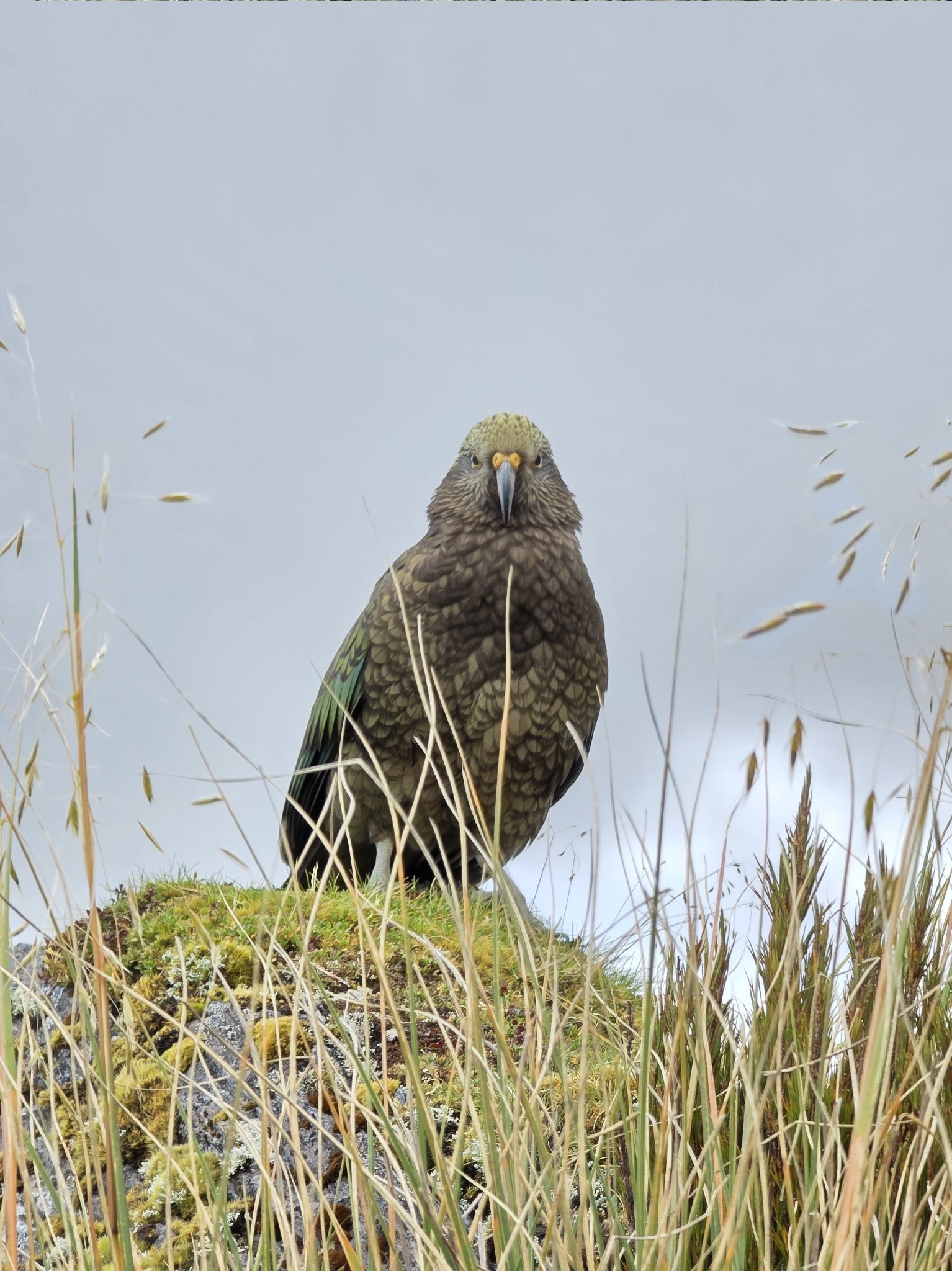 Kea (Nestor notabilis), photo 9