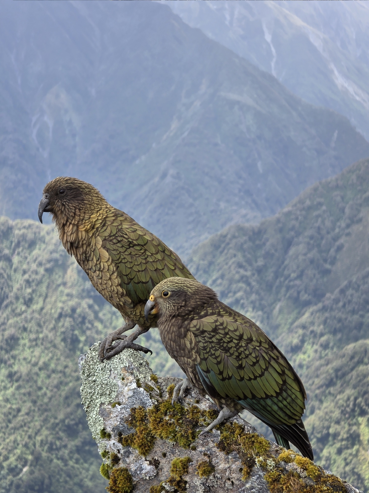 Kea (Nestor notabilis), photo 10