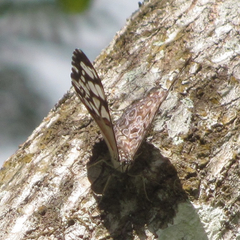Hamadryas feronia farinulenta
