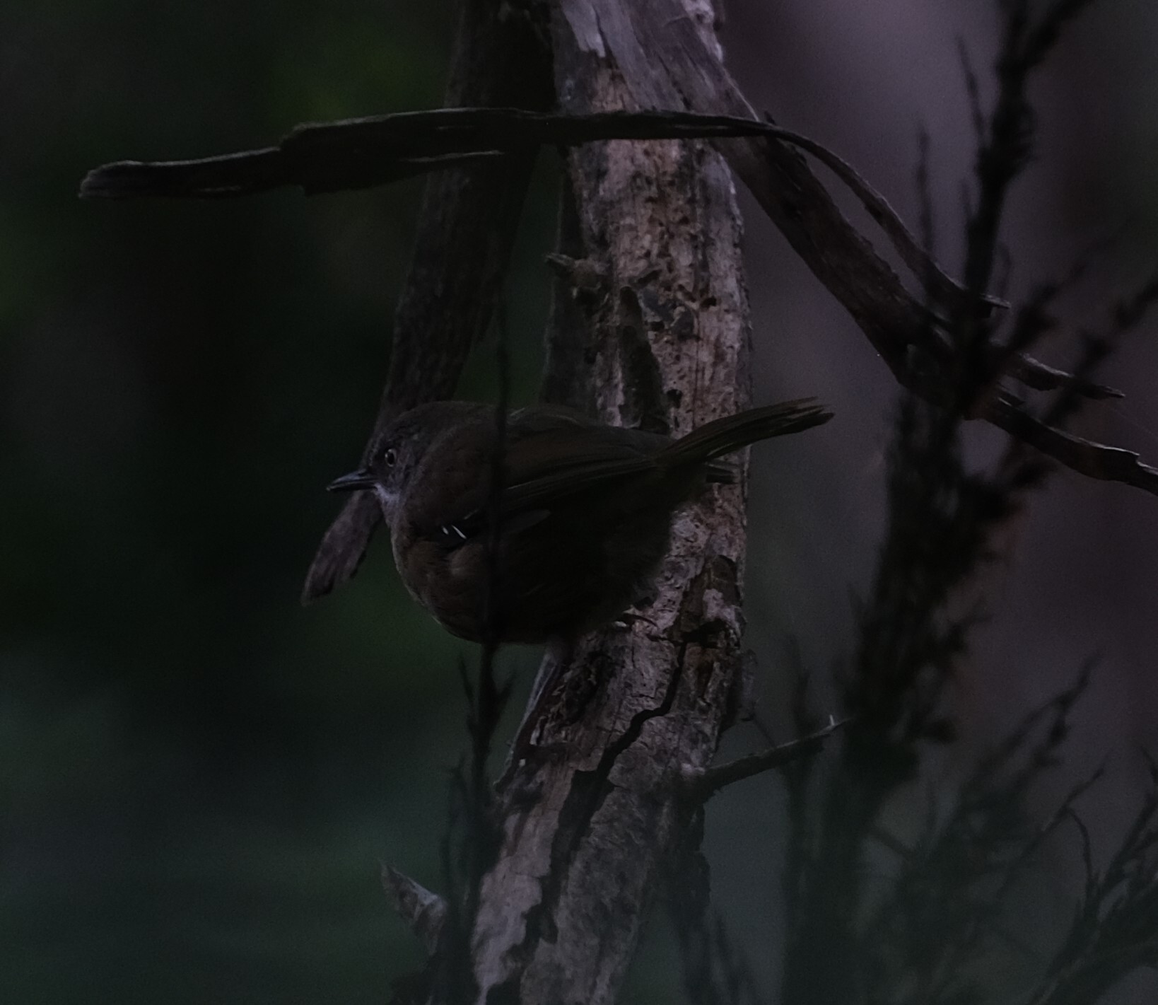 Tasmanian Scrubwren (Sericornis humilis), photo 3