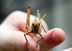 Antiphon acropyrinon