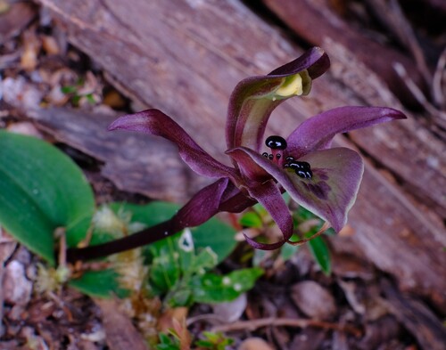 tall bird orchid (Chiloglottis gunnii)