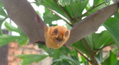 Hipposideros ruber
