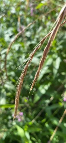 bearded wild rye (Elymus caninus)