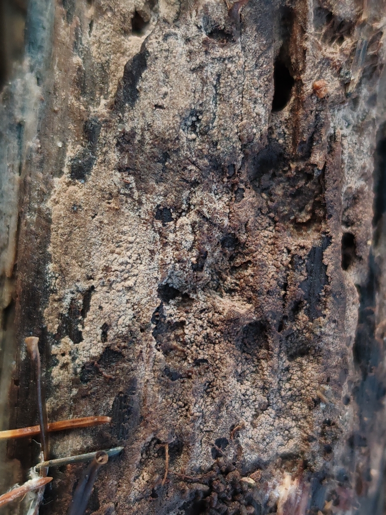 Thelephora wakefieldiae · January 2026 · photo: © maiglocke (iNaturalist, cc-by-nc)